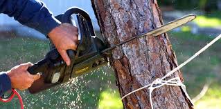 How Our Tree Care Process Works  in  Park City, UT