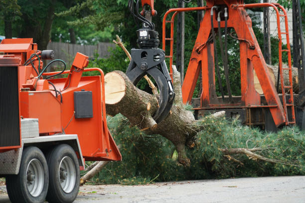 Best Tree and Shrub Care  in Park City, UT